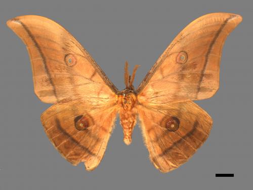 Antheraea yamamai superba[大透目天蠶蛾][00016123]