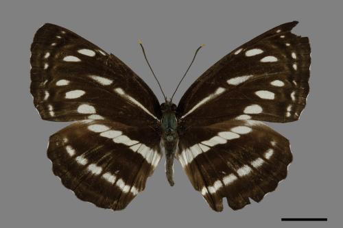 Neptis nata lutatia[臺灣三線蝶][00102145]