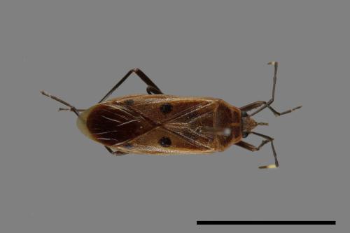 Physopelta quadriguttata[00040948]