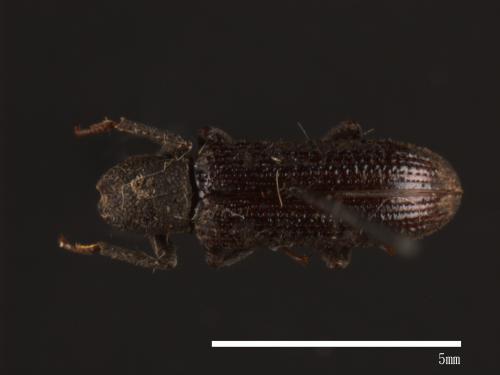 Dicraeosis carinatus[00083752]