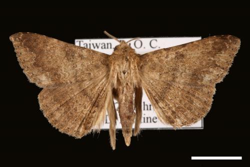 Ericeia inangulata[00029503]