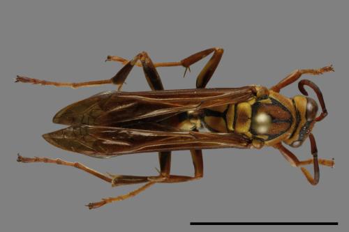 Polistes formosanus[00120440]