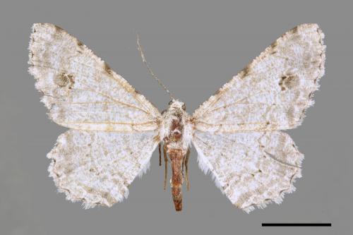 Lassaba parvalbidaria parvalbidaria[污雪雙斑尺蛾][00034227]