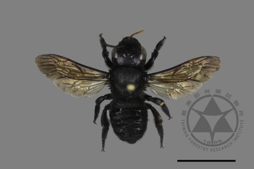 Megachile atrata[00197770]