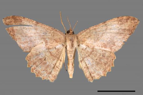 Luxiaria mitorrhaphes[雙斑鈎尺蛾][00044862]