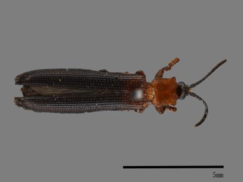 <已分類>Family：Chrysomelidae[金花蟲科][00082858]