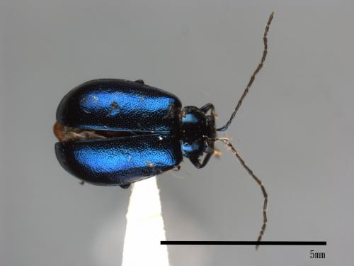 <已分類>Family：Chrysomelidae[金花蟲科][00084097]
