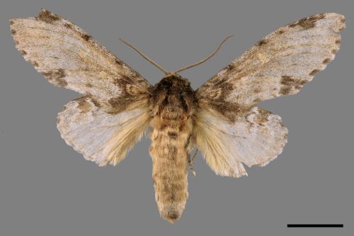 Peridea sikkima ochreipennis[錫納斑舟蛾][00038295]