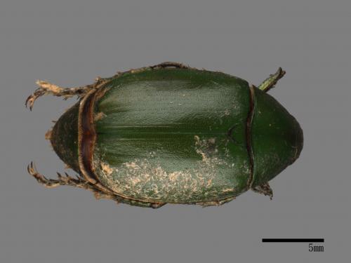 Anomala albopilosa trachypyga[小青銅金龜][00054082]