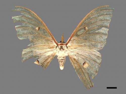 Actias selene ningpoana[長尾水青蛾][00089549]