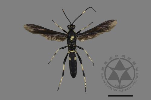 <已分類>Family：Ichneumonidae[姬蜂科][00196086]