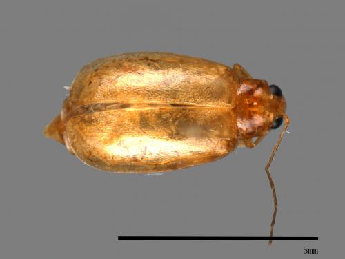 <已分類>Family：Chrysomelidae[金花蟲科][00048899]