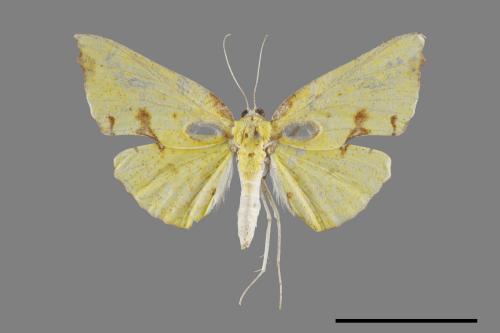 Corymica spatiosa[細紋圓窗黃尺蛾][00071480]