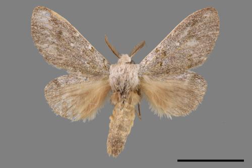 Syntypistis subgeneris subgeneris[淡紋舟蛾][00058286]