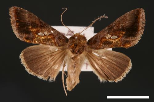 Chrysodeixis eriosoma[南方錁夜蛾][00003480]