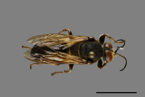 <已分類>Family：Sphecidae[細腰蜂科][00070997]