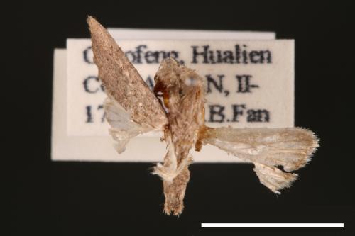 Athetis cognata[00003257]