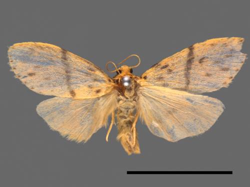 Asura acteola[台條紋豔苔蛾][00039006]