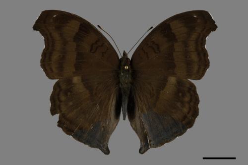 Junonia iphita[黑擬蛺蝶][00101594]