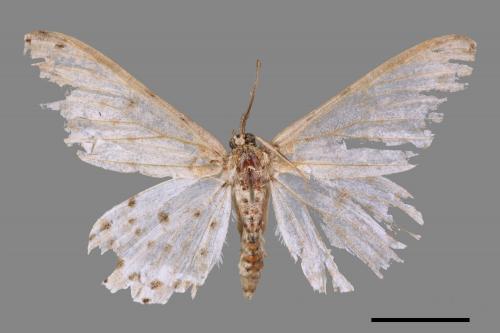 Percnia suffusa[煙胡麻斑星尺蛾][00045036]