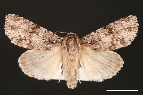 Acronicta albistigma[00000423]