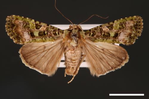 Euplexidia angusta[00001941]