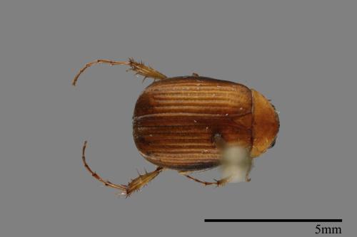 <已分類>Family：Scarabaeidae[金龜子科][00099828]