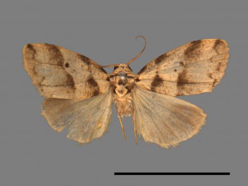Eugoa bipunctata[雙點良苔蛾][00089882]
