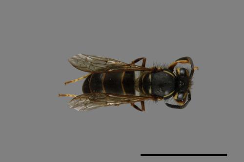 Vespula flaviceps[細黃胡蜂][00073358]