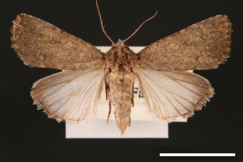 Spodoptera pecten[梳灰翅夜蛾][00002896]