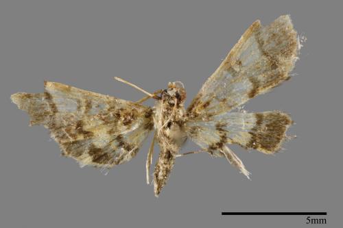 <已分類>Family：Crambidae[草螟科][00064700]