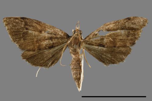 <已分類>Family：Crambidae[草螟科][00065298]