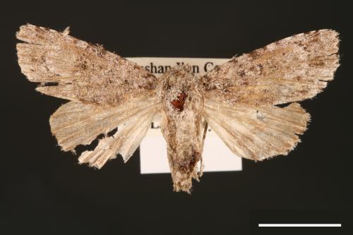 Acronicta albistigma[00000425]