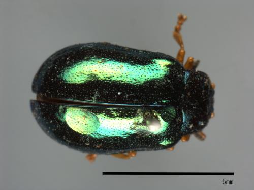 <已分類>Family：Chrysomelidae[金花蟲科][00081223]