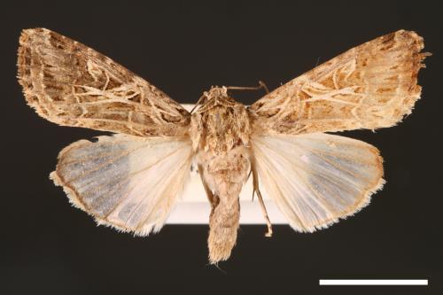 Spodoptera litura[斜紋夜蛾][00002861]