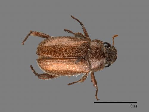 <已分類>Family：Scarabaeidae[金龜子科][00026295]