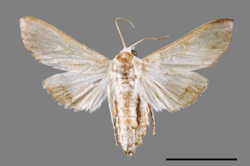 Cirrhochrista spissalis[00053439]