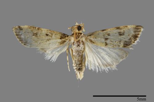 <已分類>Family：Pyralidae[螟蛾科][00093175]