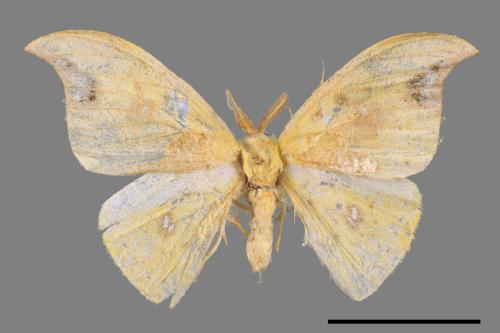 Tridrepana unispina[白點黃鉤蛾][00051732]