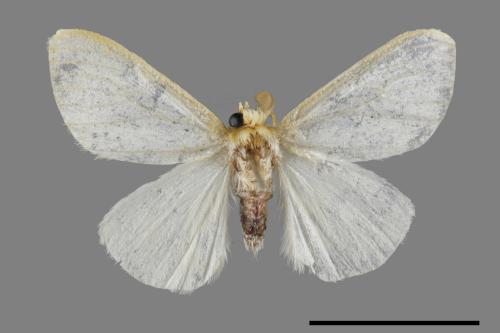 <已分類>Genus：Euproctis[00044624]