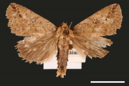 Xylostola indistincta[矇紋夜蛾][00003009]