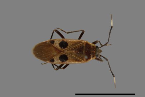 Physopelta parviceps[東亞斑紅椿][00040239]