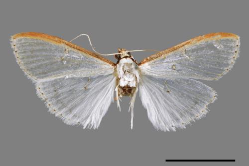 <已分類>Family：Crambidae[草螟科][00042548]
