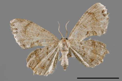 Oroplema oyamana[虎皮楠雙尾蛾][00012173]