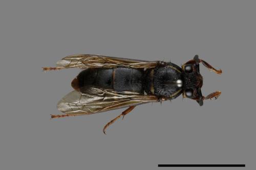 Vespula flaviceps[細黃胡蜂][00073155]