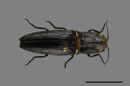 <已分類>Genus：Cryptalaus[00084726]