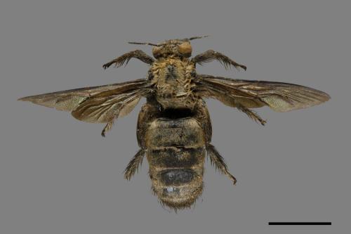 Xylocopa tranquebarorum[銅翼眥木蜂][00079534]