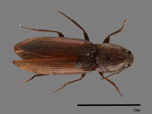 <已分類>Family：Elateridae[叩頭蟲科][00026169]