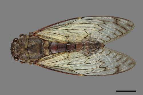 Pomponia linearis[台灣騷蟬][00043461]