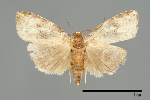 Bryophilina mollicula[00009494]